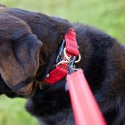 Double Up Dog Collar (Small) 6 Double Up Dog Collar (Small) -Outdoor Products Sale go 321269 c