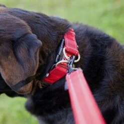 Double Up Dog Collar (Medium) -Outdoor Products Sale go 321272 c